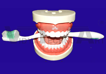 Dental care model with non removable tooth